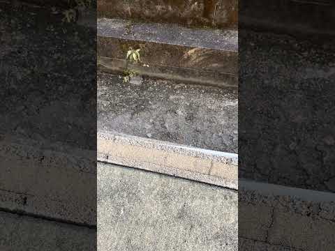 〚11月27日の溝〛頑張らずに捨てろよってちょっと思った( ˇωˇ ) #雑談 #休憩 #shorts