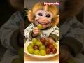 Adorable Baby Monkey Smile Melted Everyone S Heart پیارا بندر انگور کھاتے ہوئے Viral Short Video Adorable Baby Monkey Smile Melted Everyone S Heart پیارا بندر انگور کھاتے ہوئے Viral Short Video