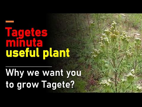 Tagetes minuta useful plant easy to grow for money