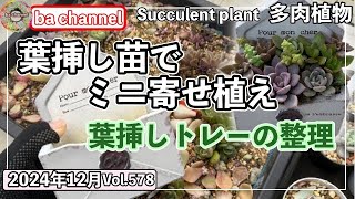 578{多肉植物} 葉挿しトレーの冬に向けて整理したよ😊ついでにミニ寄せ