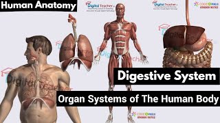 Human Digestive System, Human Anatomy | Digital Teacher (Part #5)