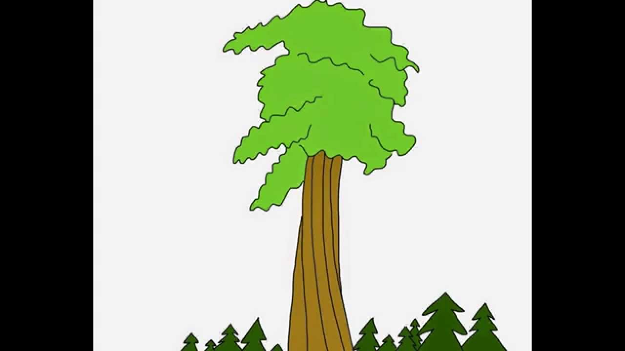 Giant Sequoia tree How to draw a easy? ÐšÐ°Ðº Ð½Ð°Ñ€Ð¸Ñ Ð¾Ð²Ð°Ñ‚ÑŒ Ð¿Ñ€Ð¾Ñ Ñ‚Ð¾? Ð¡ÐµÐºÐ²Ð¾Ð¹Ñ 
