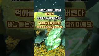 #동자개#빠가사리#쐬기#민물고기#shorts