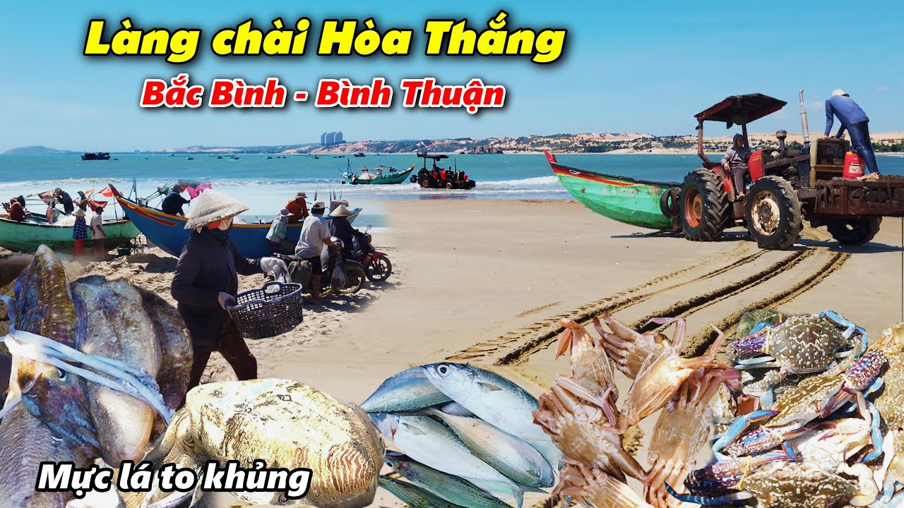 LÀNG CHÀI HÒA THẮNG BÌNH THUẬN - Bãi Biển Đẹp, HẢI SẢN LƯỚI Tươi Rói, MỰC LÁ Quá Khủng