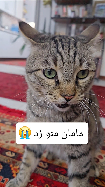 چرا قیافت اینطوری شد 🤔 #cat #فان #گربه #خنده #funny