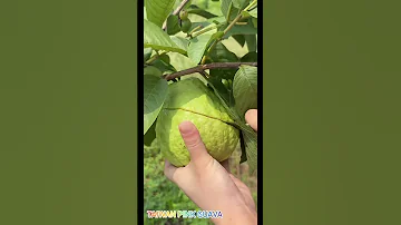 Taiwan Pink Guava Plant Available Contact Ixora Farming 8918029980 