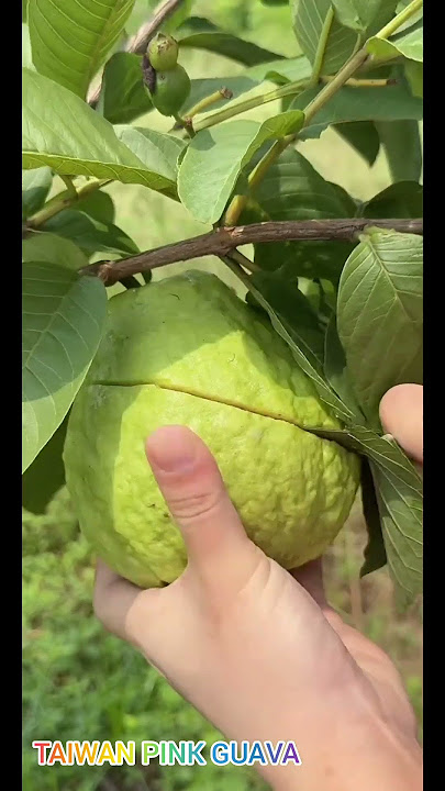 Taiwan pink guava plant available contact ixora farming 8918029980