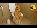 面白い猫と犬が、涙が出るまで笑わせてくれるよ！😹