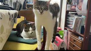 猫のこーちゃんのくつろぎ方。