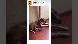 O Bob não gostou 😅 #memes #shorts