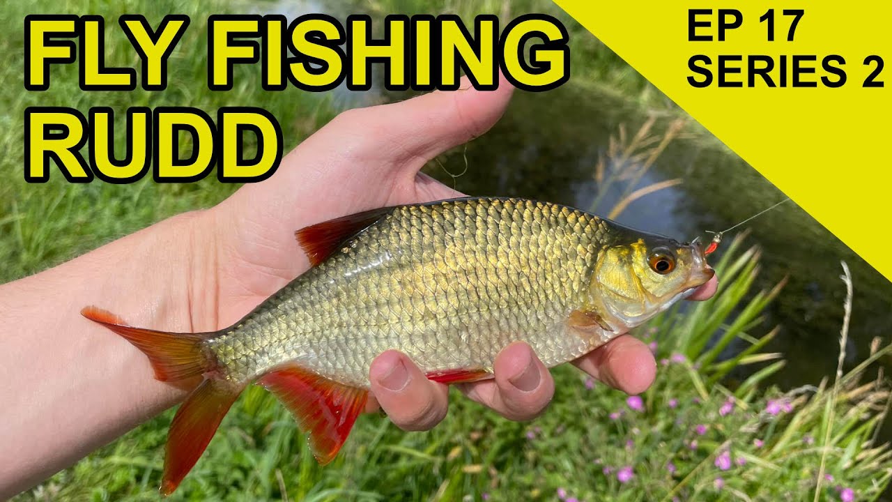 Rudd on The Fly : Species Hunt (EPISODE 37) - YouTube