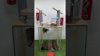 Perfect Homemade Mouse Trap Inspired By The Elevator // Mouse Trap 2 #Rat #Rattrap #Mousetrap