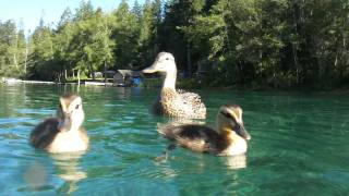 Ducks swimming underwater - crystal clear water - close up -