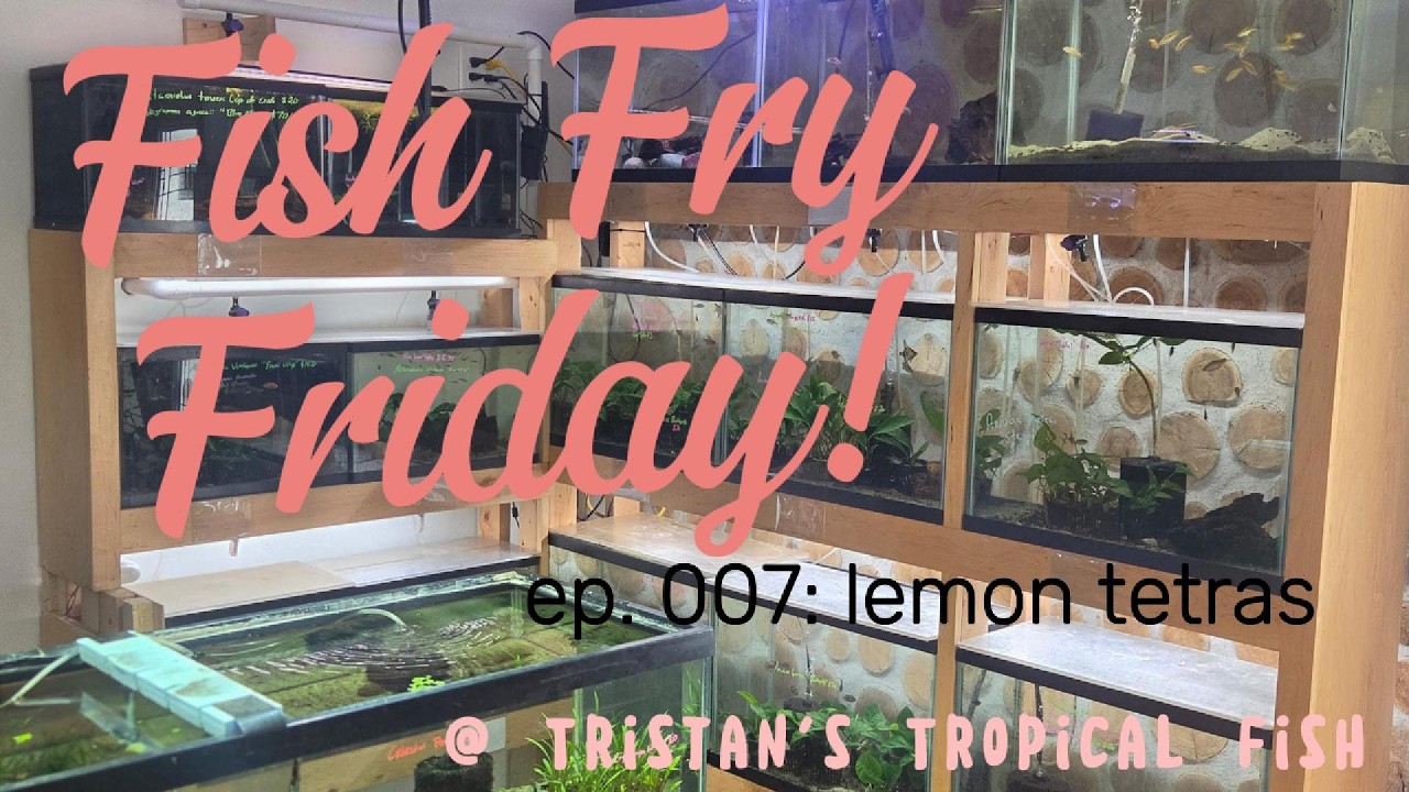 Fish Fry Friday #7
