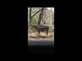 Japanese Monkey Riding Deer Top 5 Compilation!