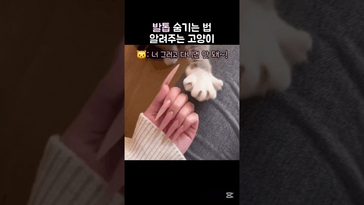 🙀: 에휴 내가 잘 가르쳐서 내보내야지 #귀여운 #고양이 #발톱 #funnycats #cat