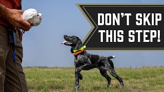Our Favorite Drill for Bird Dog Puppies