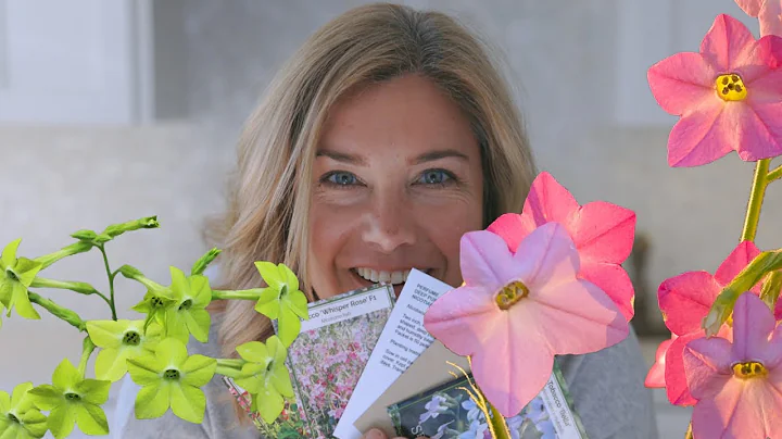 Nicotiana Growing Guide 🌿 Success with flowering tobacco - DayDayNews