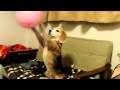スーパービーグル プリン "Purin the Super Beagle" #30