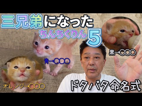 捨て猫だった天使。ちんちくりんな命名式! 新しい名前とこれからの希望 hqdefault