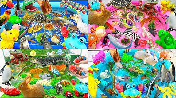 Động Vật Dễ Thương,Cá Chép,Cá Mập,Cá Đuối,Bạch Tuộc,Sứa,Ốc Mượn Hồn,Chim Cánh Cụt,Cá,Fish,Baby Shark