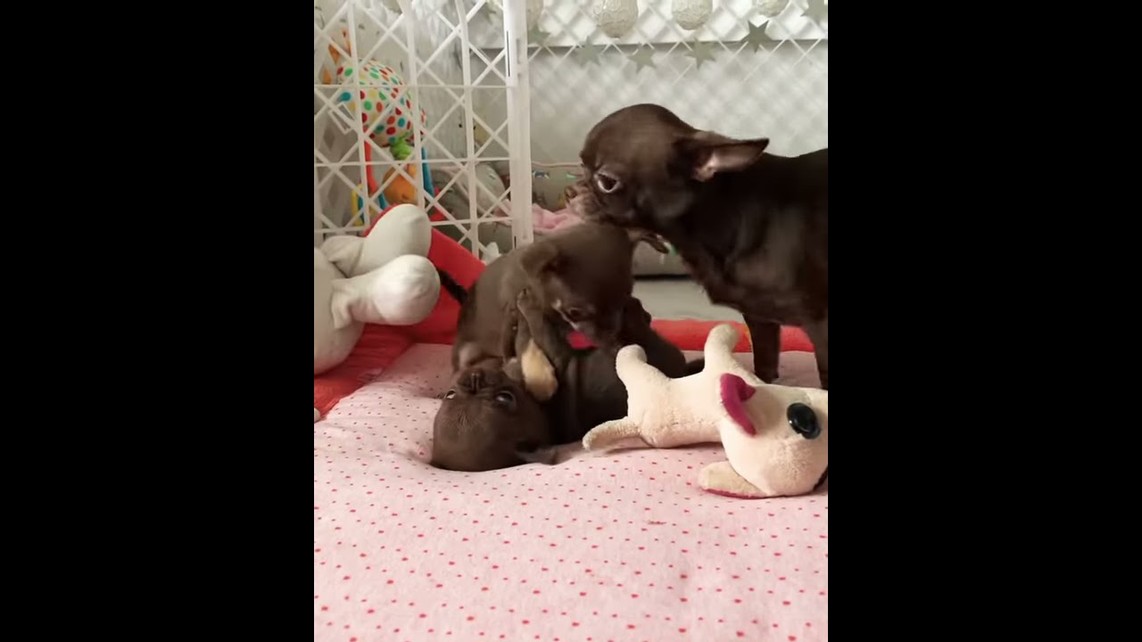 Chihuahua Chocolate Baby Unique Love FCI