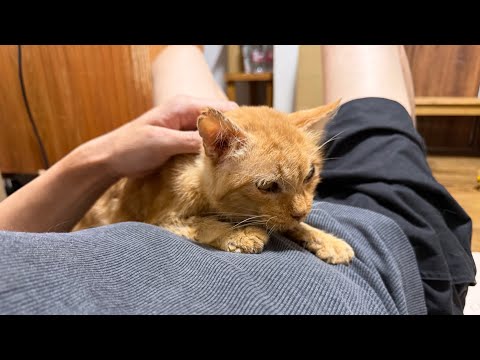 猫田さん - YouTube