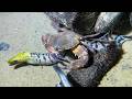 🐟️Diving under the sea to catch eels, crabs and sea cucumbers | Part 260
