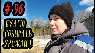 В КРАЮ БЕРЁЗОВОМ / ТЕПЛИЦА на участок (#96 СЕРИЯ) #теплица #урожай #теплицаизполикарбоната