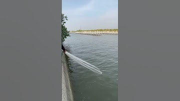 How to throw cast Net , Netting #shorts