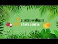 🌴 7 fruits exotiques mangés = 7 plantes tropicales à faire pousser 🍍