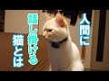 猫がしゃべるのを無視し続けたら、猫は飼主にどのような行動を取るのか?