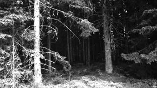 In the woods