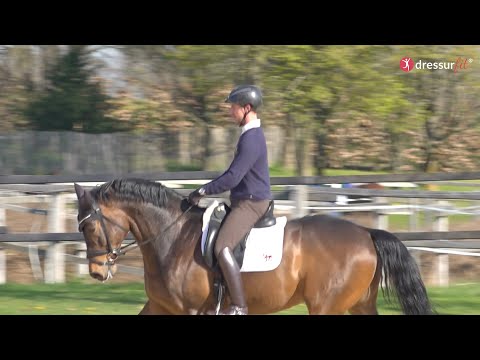 Video: Welche Geschwindigkeit Kann Ein Pferd Entwickeln
