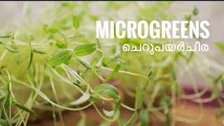 Microgreens | micro greens | how to cook microgreens | microgreens thoran | microgreens Malayalam