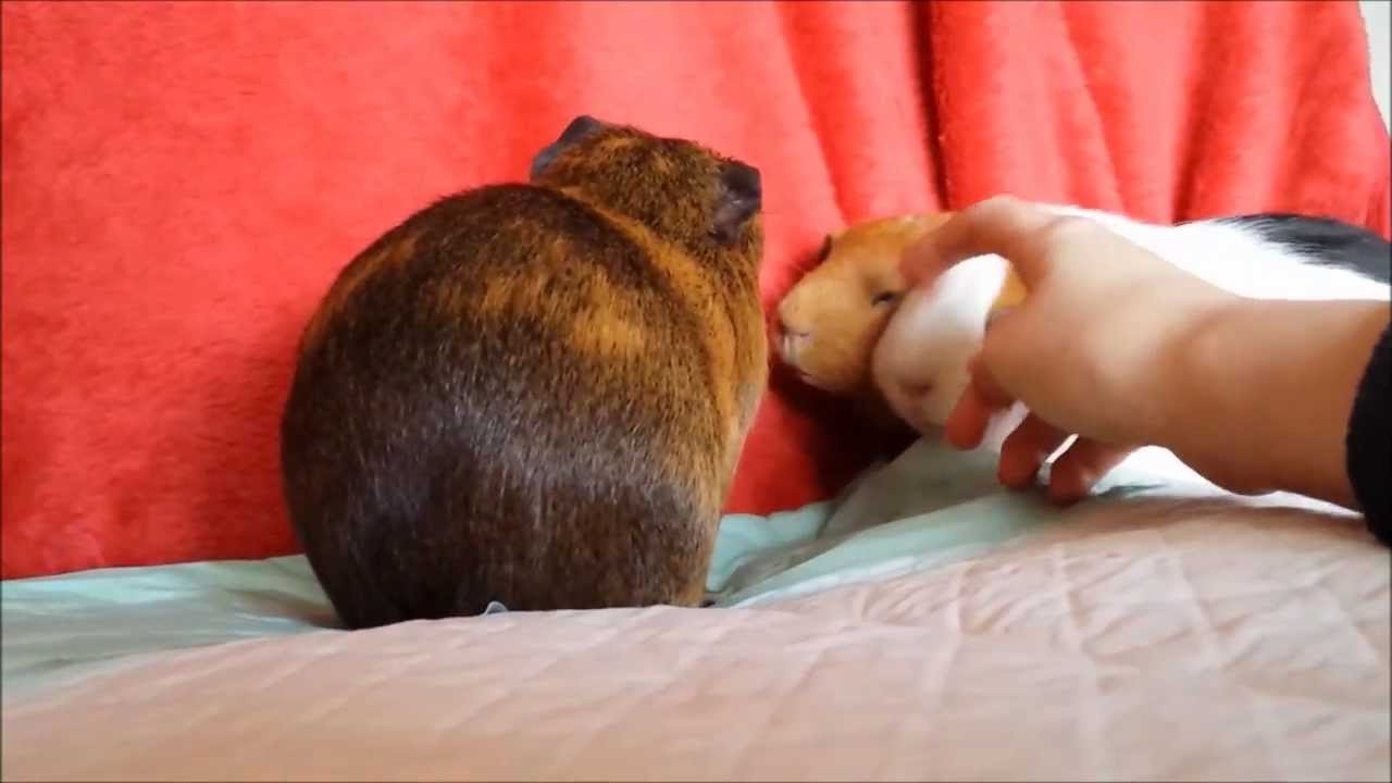 Bonding with your guinea pigs! ChantellesRabbits YouTube