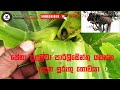 සේනා දළඹුවා පාර්ලිමේන්තු යවන්න හදන ඉරුගු ගොවියා | REPORTER Dambulla | Horevila Sri Lanka