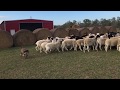 5 month old Australian Shepherd first time on a large flock of sheep.