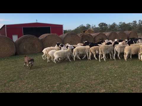 Video: Australian Shepherds är De Coolaste Hundarna! Det är Därför (FOTO)