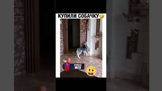 Давай купим собачку 🤣🤣🤣 #приколы