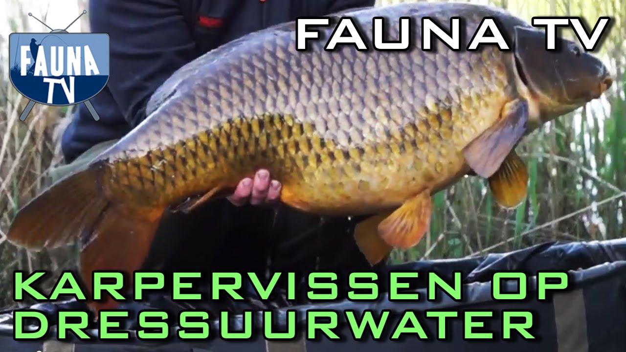 Fauna TV - Karpervissen op dressuurwater