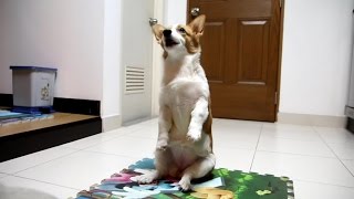 Corgi Puppy Tricks and Training at 5 months HD