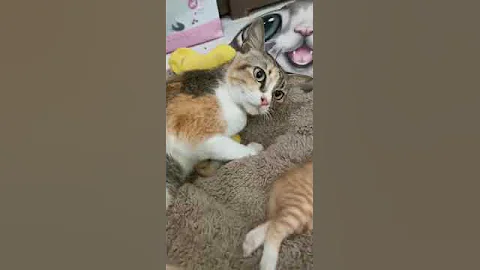 Watch the video about Domestic Short Hair Kitten For Adoption - 2 Months, Super Cute Oren/Pretty Mum from USJ, Selangor