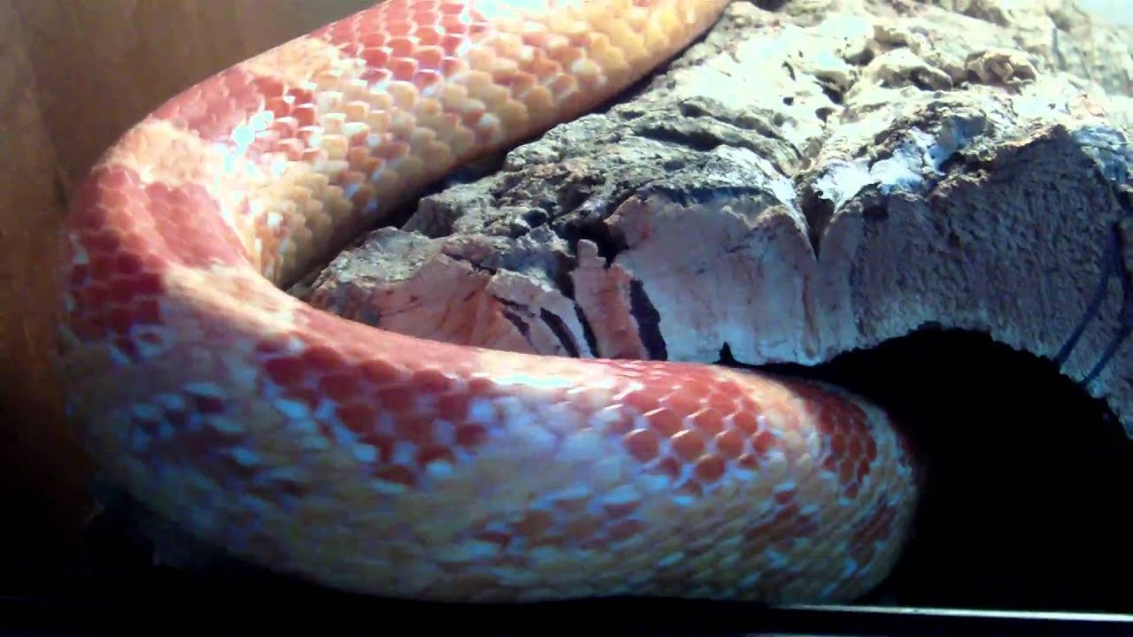 adult male amelanistic corn snake