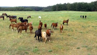 HORSES RUNNING FREE. Horse drone footage