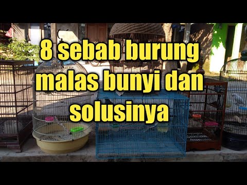 8 sebab burung jalak,murai batu,cucak ijo,perkutut diku konin prenjak