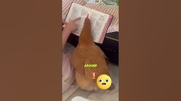 This Chicken Might Be Smarter Than You Think!