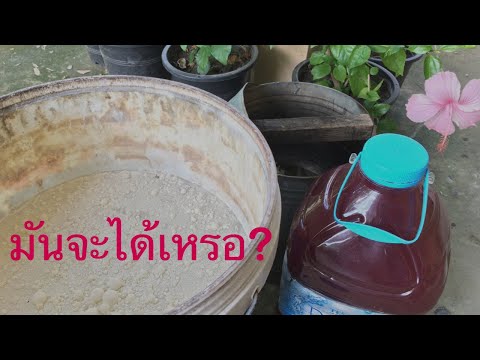 หมักรวมกันได้มั้ย? จุลินทรีย์จาวปลวกกับจุลินทรีย์สังเคราะห์แสง | เกษตรกรชาวบ้าน