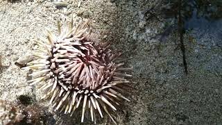 A Sea Urchin Try To Back To Normal Position