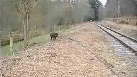 Wild Boar Forest of Dean Whitecroft